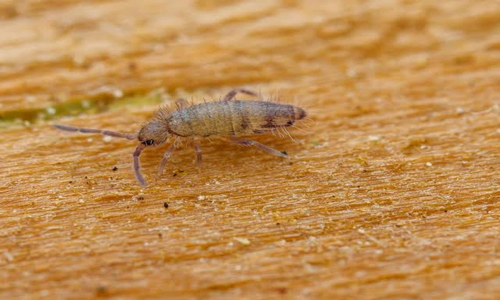 What People Get Wrong About Keeping Invertebrates